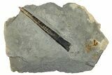 Fossil Belemnite (Acrocoelites) in Rock - Germany #293094-1